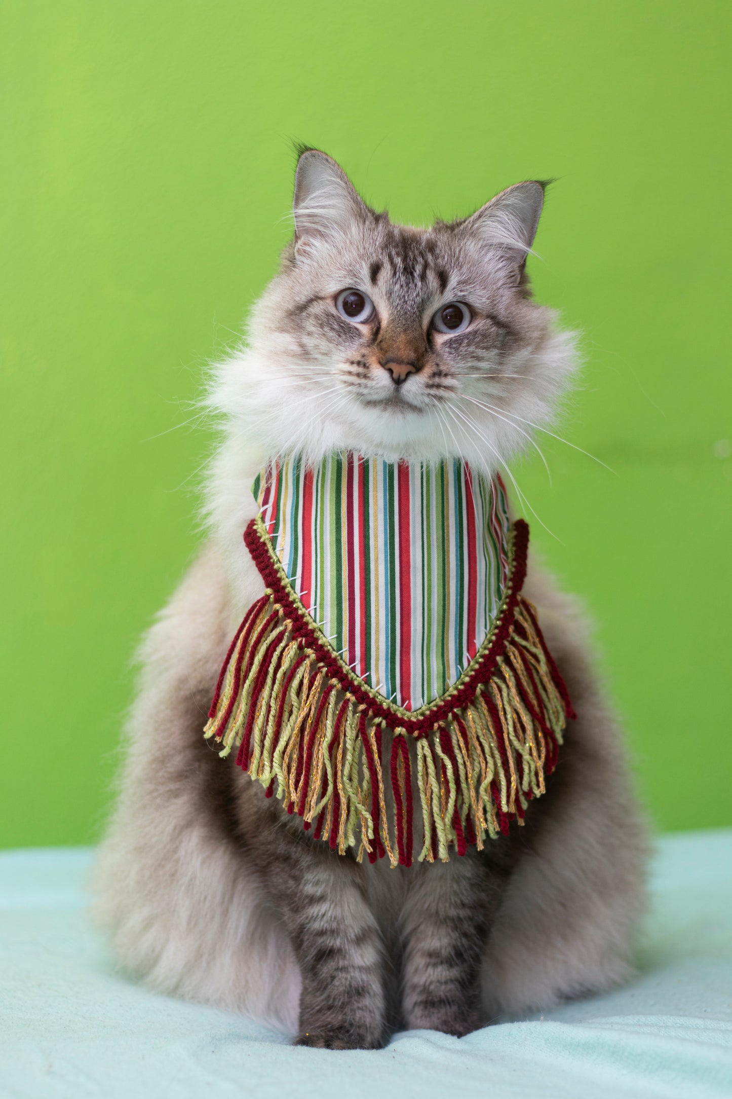 🎁Holiday Cheer🎁